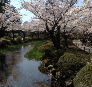 cherry_blossoms